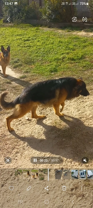 Német juhász fajtatiszta kan kutya eladó  - kép 3