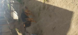 Német juhász fajtatiszta kan kutya eladó  - kép 4