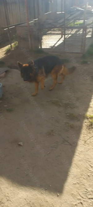 Német juhász fajtatiszta kan kutya eladó  - kép 2