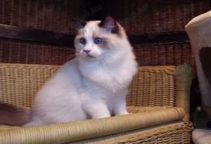 Ragdoll cica! "Lola" Girl! Seal Bicolorl! 