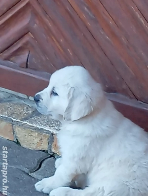 Golden retriever kiskutyák.