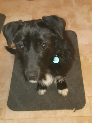 Buddy új gazdira vár - kép 2