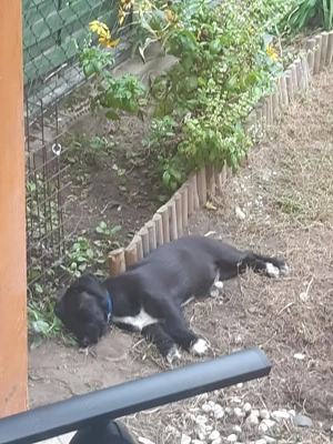 Buddy új gazdira vár - kép 3