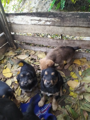  Bichon Havanese és Foxi keverék kiskutyák  - kép 2