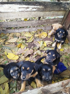  Bichon Havanese és Foxi keverék kiskutyák  - kép 3