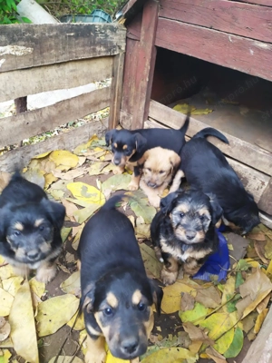  Bichon Havanese és Foxi keverék kiskutyák  - kép 4