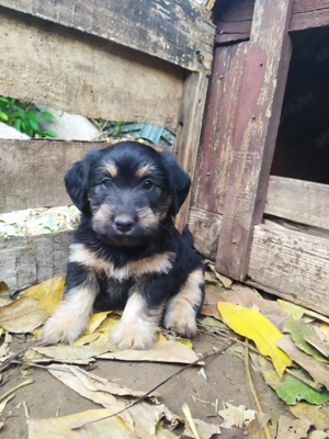  Bichon Havanese és Foxi keverék kiskutyák  - kép 9