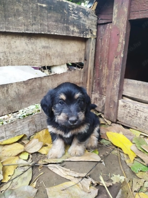  Bichon Havanese és Foxi keverék kiskutyák  - kép 6