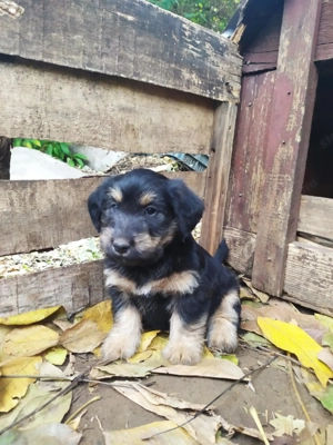  Bichon Havanese és Foxi keverék kiskutyák  - kép 7