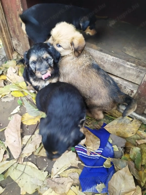  Bichon Havanese és Foxi keverék kiskutyák  - kép 5