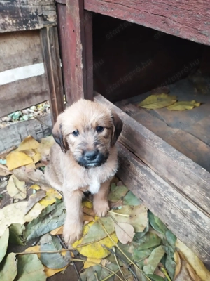  Bichon Havanese és Foxi keverék kiskutyák  - kép 8