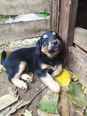  Bichon Havanese és Foxi keverék kiskutyák  - kép 10