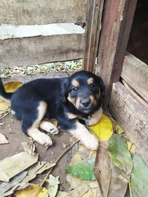  Bichon Havanese és Foxi keverék kiskutyák  - kép 11