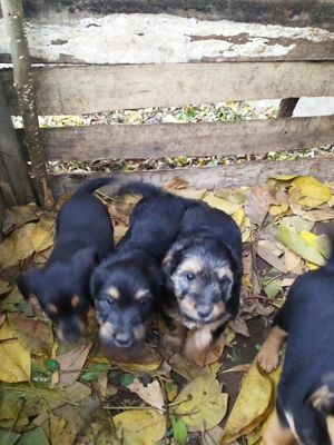  Bichon Havanese és Foxi keverék kiskutyák  - kép 12