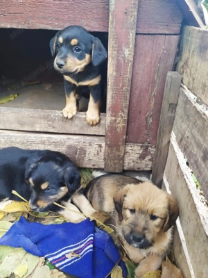  Bichon Havanese és Foxi keverék kiskutyák  - kép 13