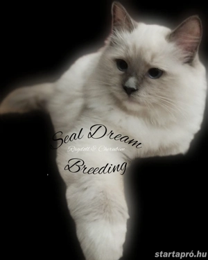 Törzskönyves, Champion, Original Ragdoll (rongybaba) 