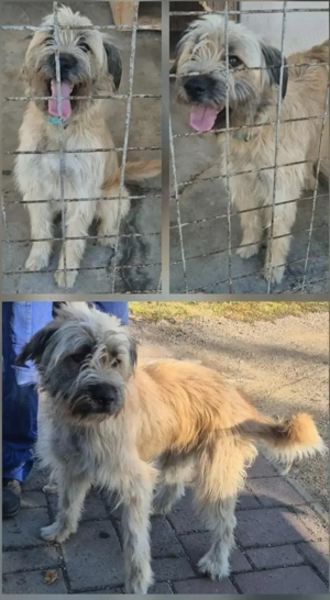 Az egyeki gyepmesteri telep gazdakeresői sos - kép 16