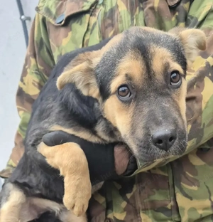 Az egyeki gyepmesteri telep gazdakeresői sos - kép 15