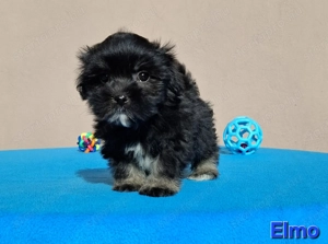 Bichon havanese törzskönyvezhető kiskutyák - kép 6