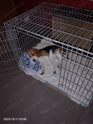 Nagy méretű szoba kennel  - kép 2