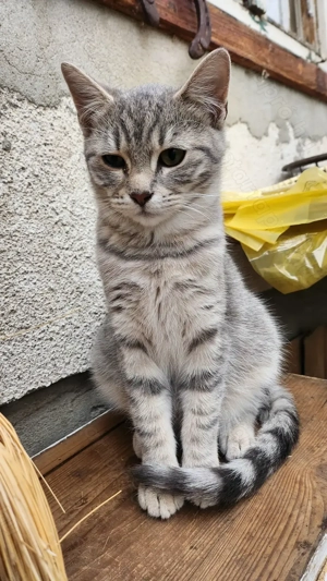 Cirmosunk keresi új szerető gazdiját! (Ingyen)