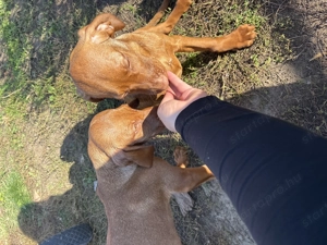 Magyar vizsla kölykök