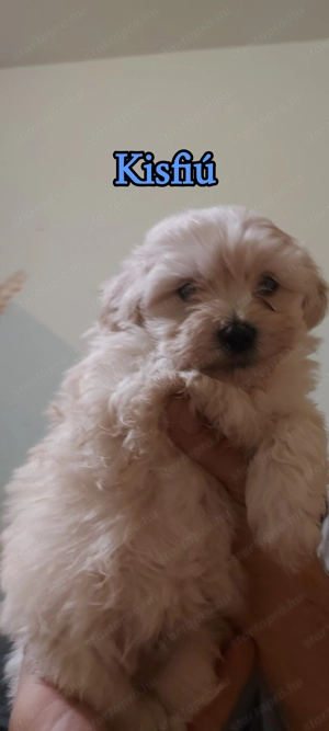 Bichon Havanese babák - kép 2