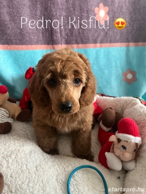 Törpe uszkár kiskutyák - kép 2