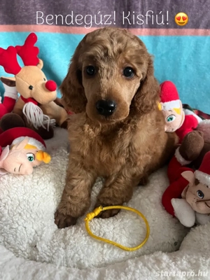 Törpe uszkár kiskutyák - kép 4