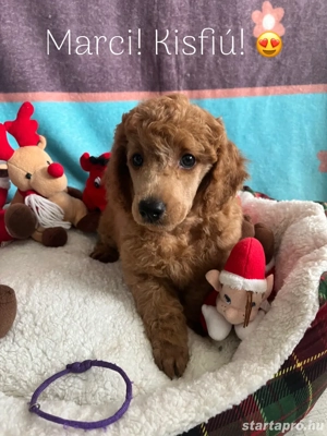 Törpe uszkár kiskutyák - kép 3