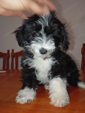 Szabolcs Szatmár Bereg 