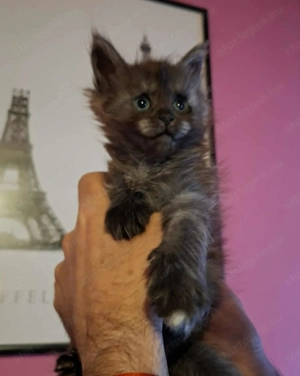 Minőségi Maine Coon kiscicák - kép 3