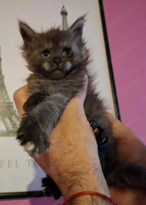 Minőségi Maine Coon kiscicák - kép 4