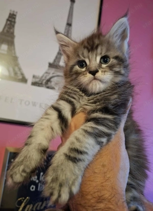 Minőségi Maine Coon kiscicák - kép 5