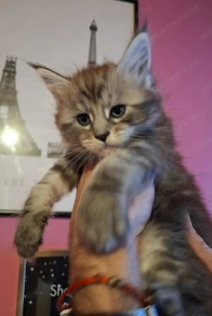 Minőségi Maine Coon kiscicák - kép 8