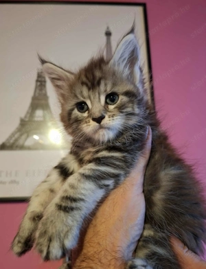 Minőségi Maine Coon kiscicák - kép 7