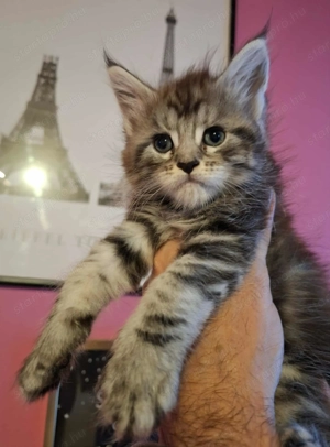 Minőségi Maine Coon kiscicák - kép 9