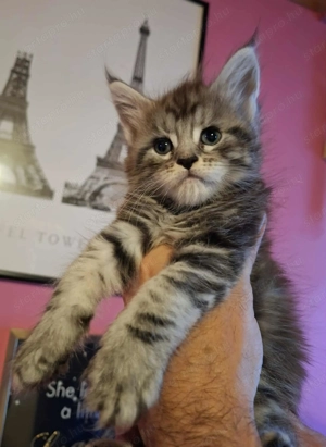 Minőségi Maine Coon kiscicák - kép 6