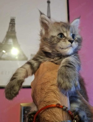 Minőségi Maine Coon kiscicák - kép 10