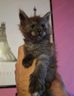 Minőségi Maine Coon kiscicák - kép 11