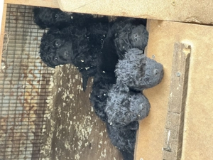 Eladó puli kiskutyák