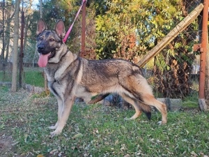 Német juhász , németjuhász - kép 2