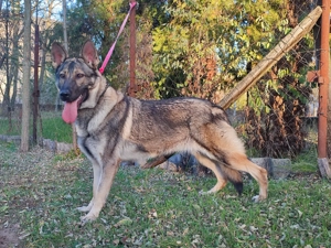 Német juhász , németjuhász - kép 4