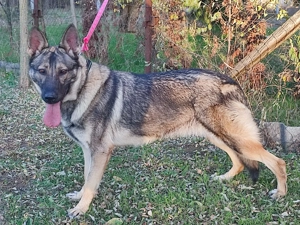 Német juhász , németjuhász - kép 3