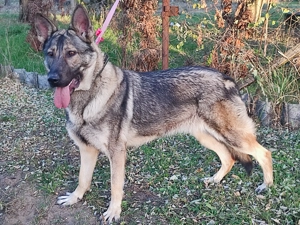 Német juhász , németjuhász - kép 5