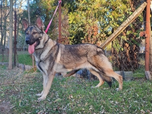 Német juhász , németjuhász - kép 6