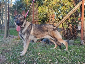 Német juhász , németjuhász - kép 8