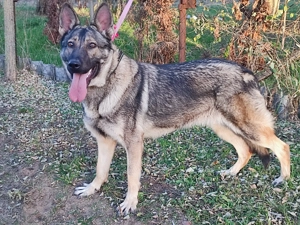 Német juhász , németjuhász - kép 9