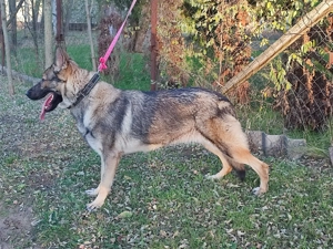 Német juhász , németjuhász - kép 7