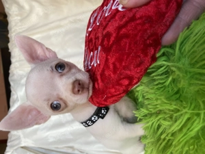 Csivava kiskutya eladó - kép 2